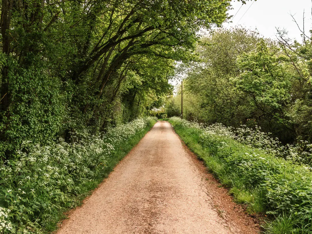 A long straight road lined with green leafy bushes and trees, with white flowers, when walking towards Lechlade from Cricklade.