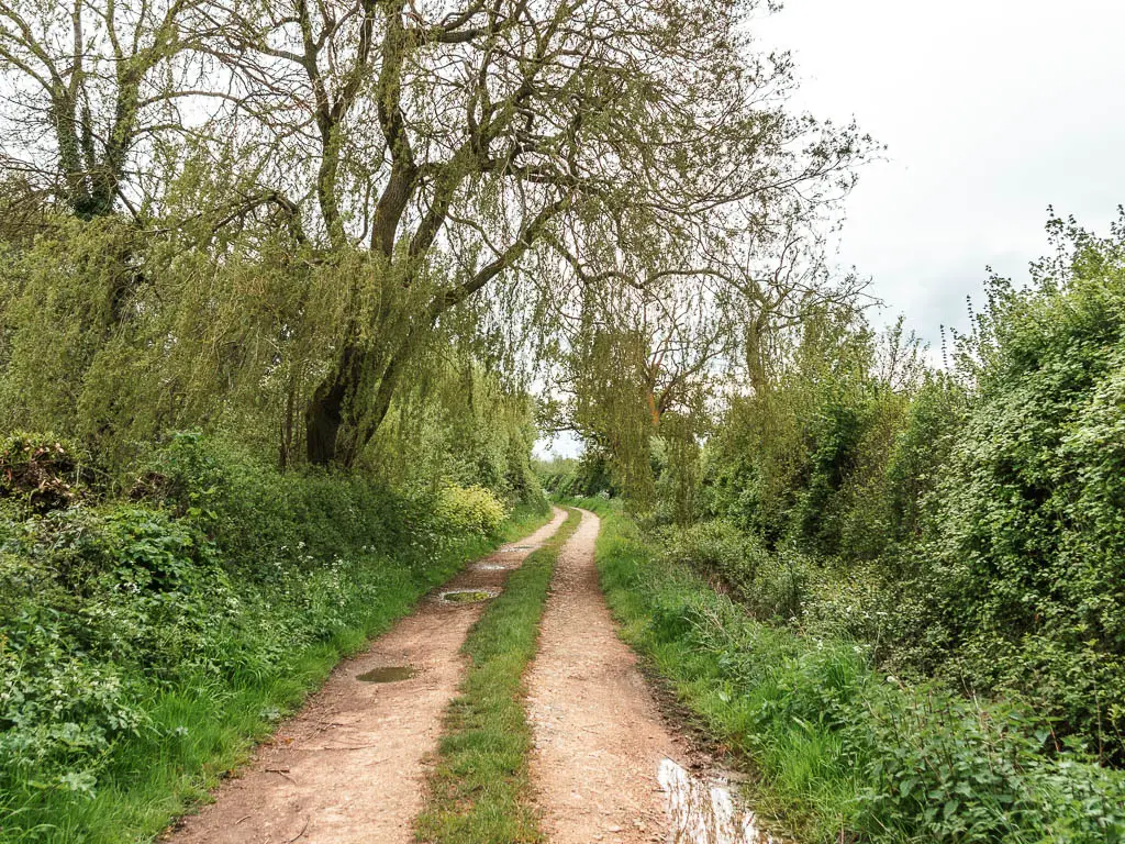 A track leading straight, lined with green leafy bushes. There is a strip of grass through the track.
