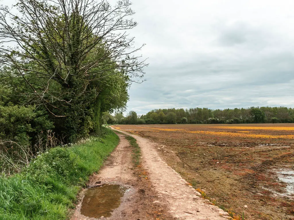 A track curving ahead, with a brown crop field on the right and strip of grass and trees and bushes on the left.