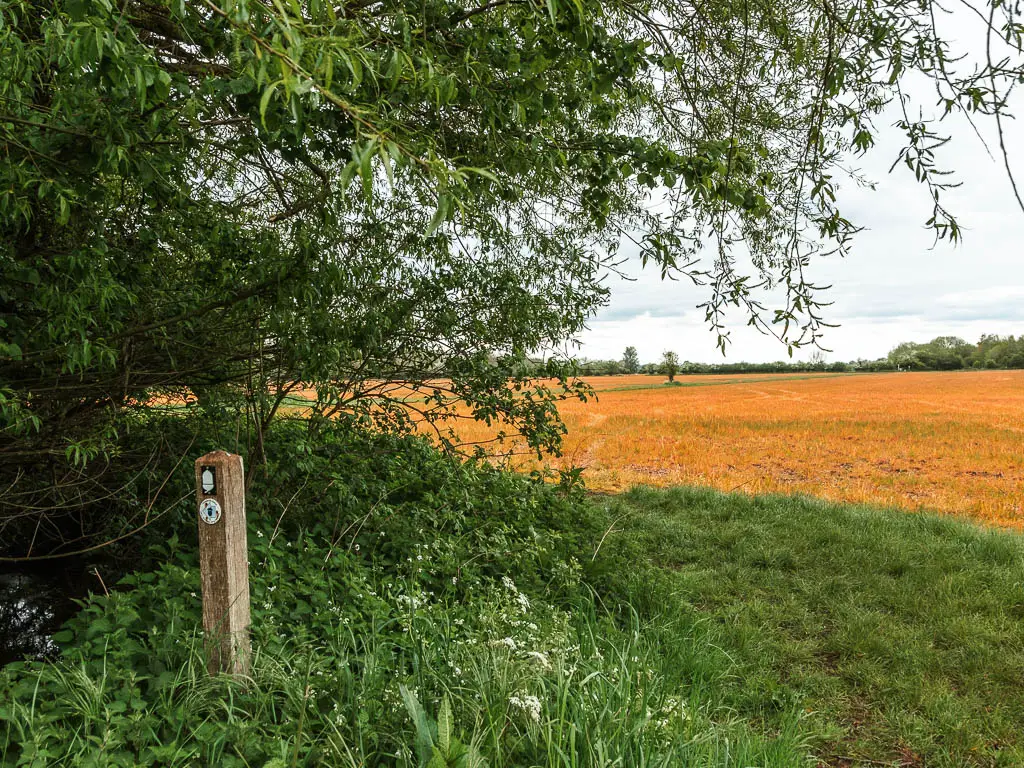 A wooden stump sign on the grass on the left with an over hanging tree, and an orange crop field on the right, when walking towards Lechlade from Cricklade.