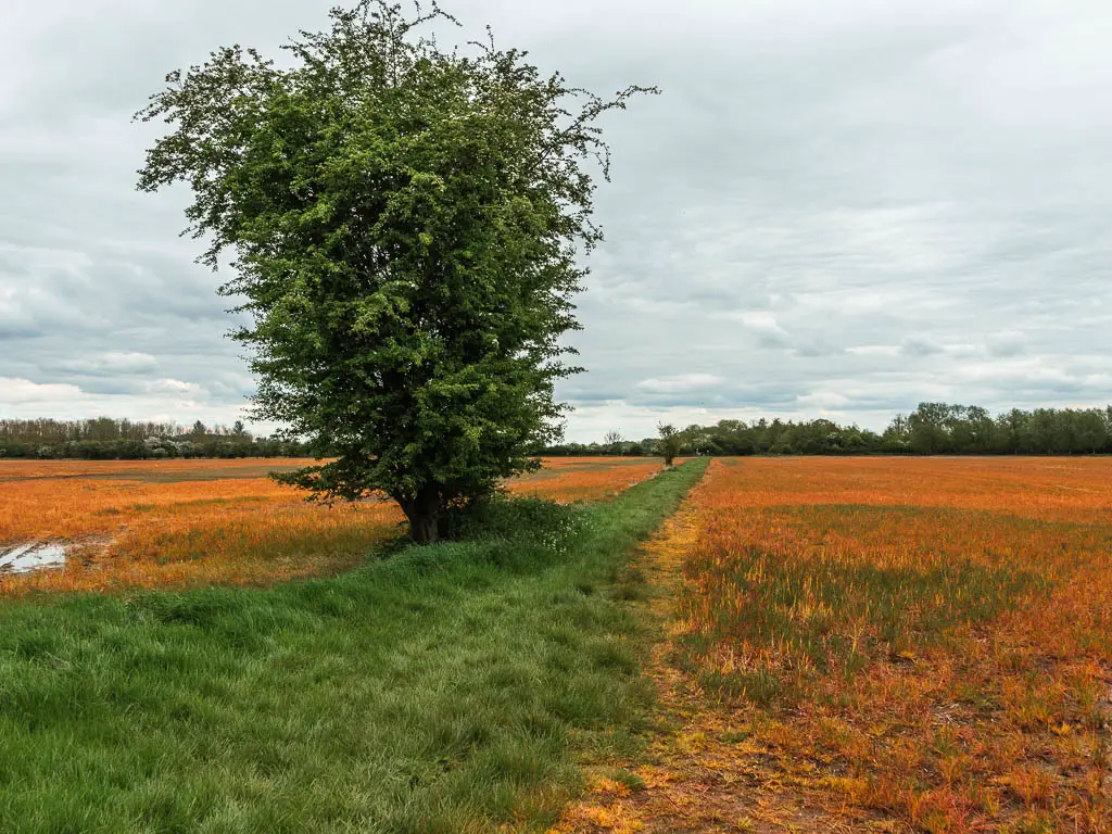 A ling strip of green grass in between two orange crop fields on the walk from Cricklade to Lechlade. There is a big tree with grass leaves on the grass.
