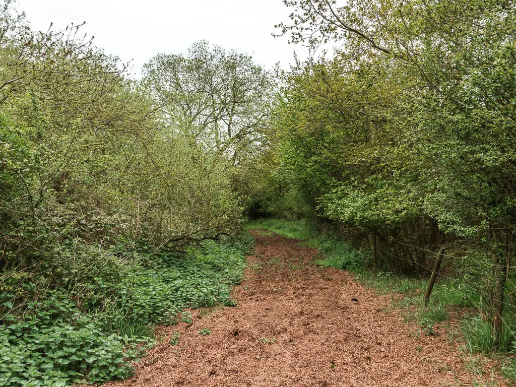 A wide muddy track leading between green leafy trees and bushes.