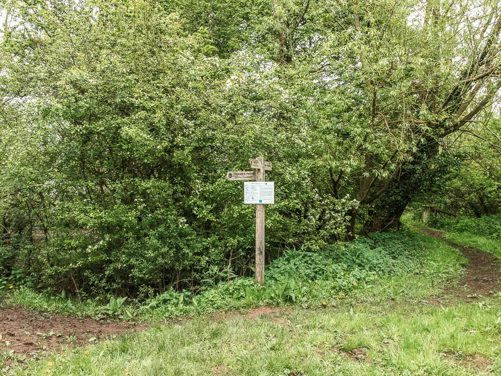 A wooden trial sign ahead sitting in front of a big green leafy bush.