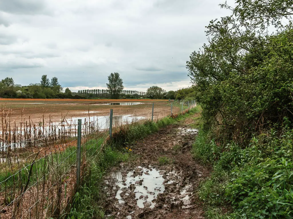 A muddy trail leading ahead with a wire fence and bug boggy wet field on the left.