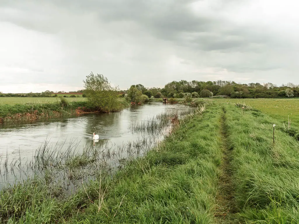 A strip of tall grass with a trail running through it leading ahead, with the river to the left on the walk from Cricklade to Lechlade. There is a white swan in the river.