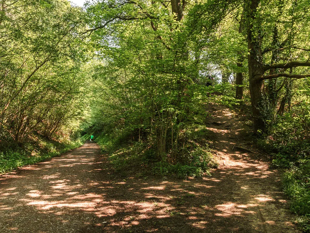 A split in the dirt path. The left trail leads straight and the right trail leads up a hill. The paths are lined with green leafy bushes and trees.