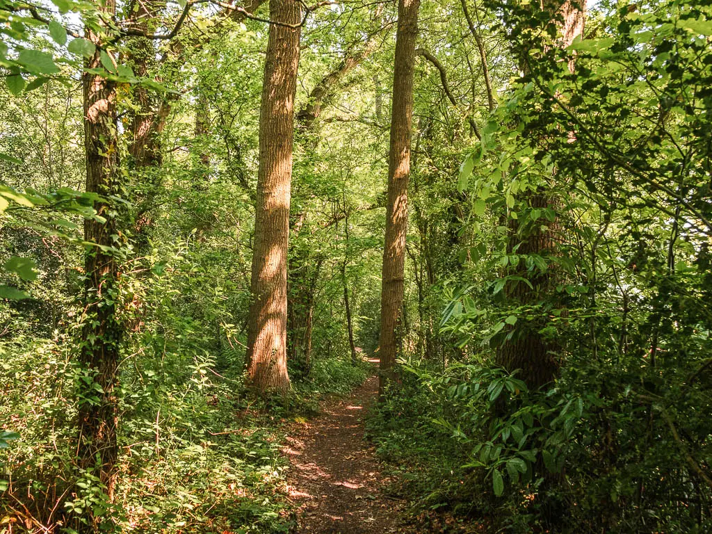 A narrow dirt trail lined with tall trees and green leafy bushes.