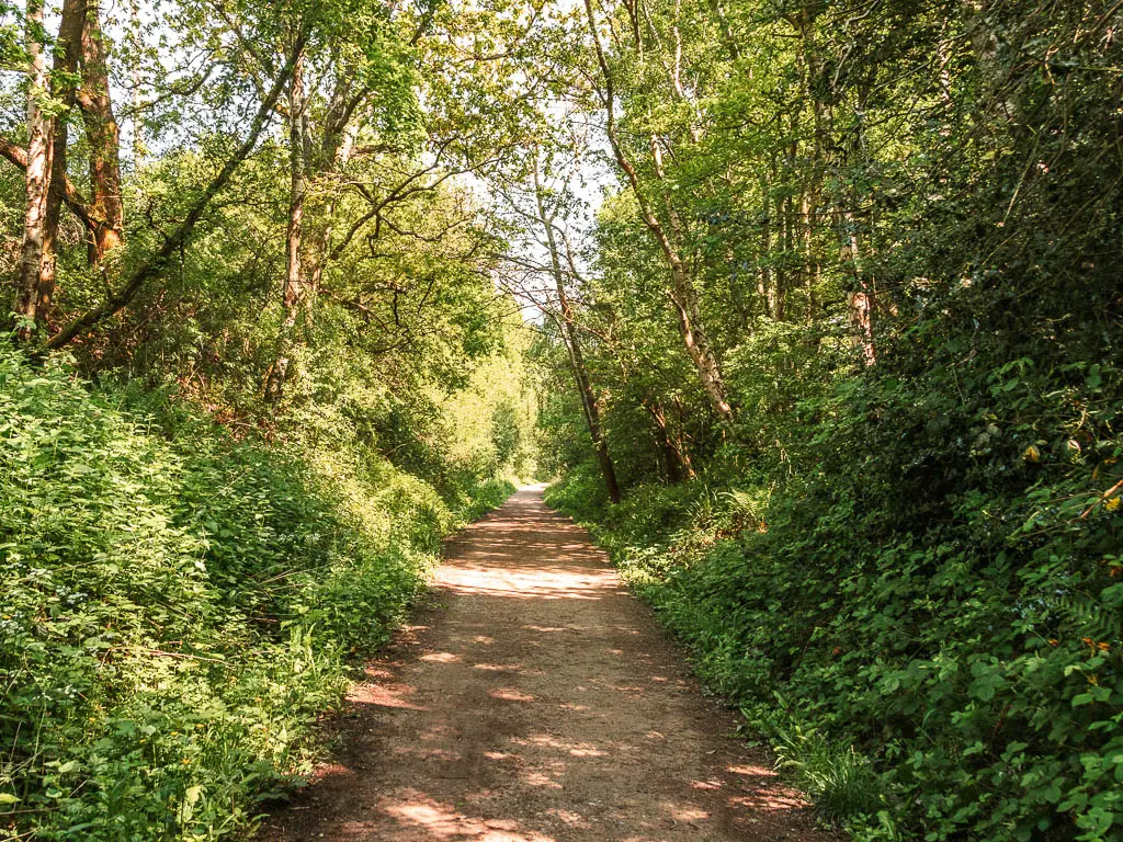 A straight path lined with green leafy bushes, and trees.