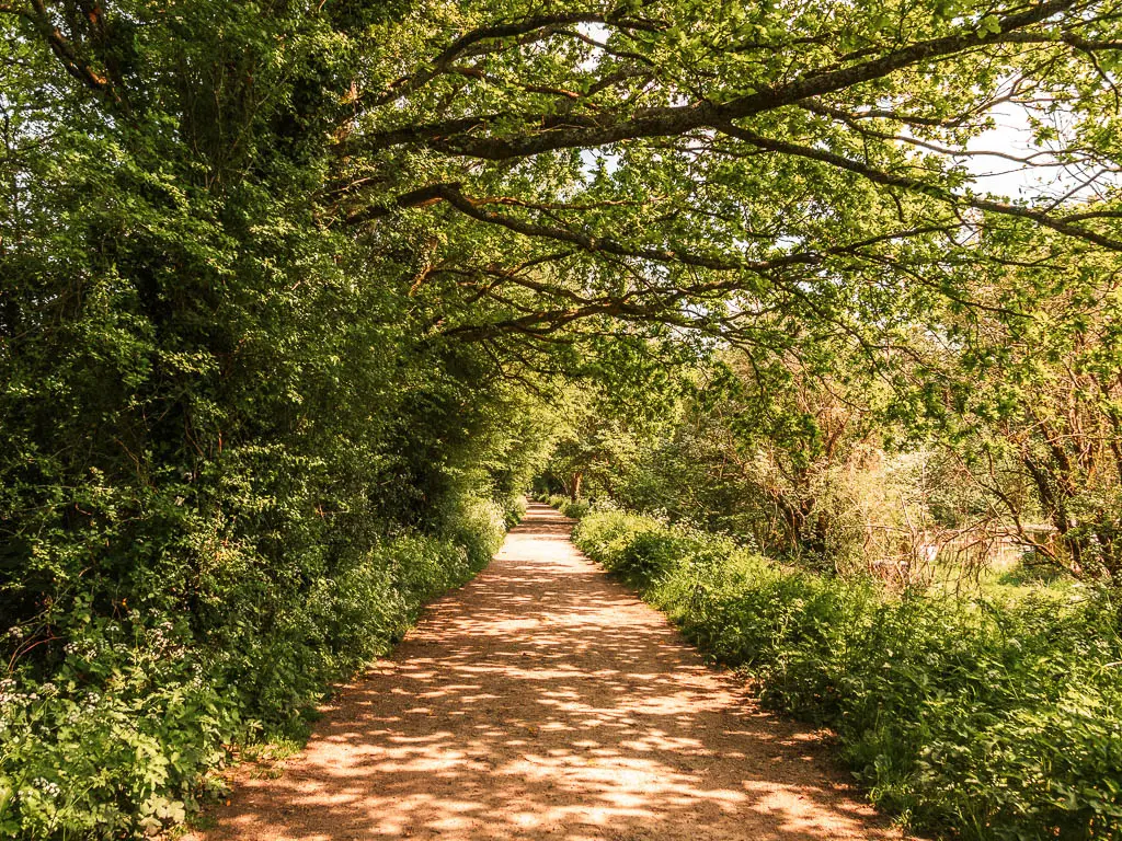 A long straight dirt path, lined with bushes on the right and dense bushes and trees on the left.