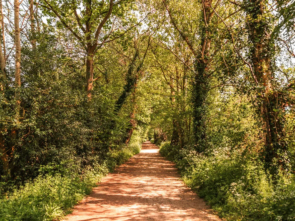 A long straight dirt path lined with ivy cover trees and green leafy bushes on the walk along the Forest Way.