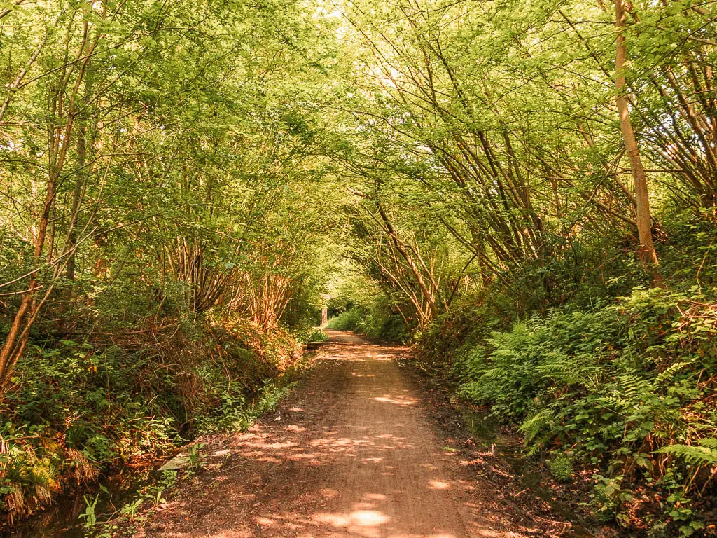 A wide dirt path leading straight ahead, with banks on either side, and trees leading off them over the path.