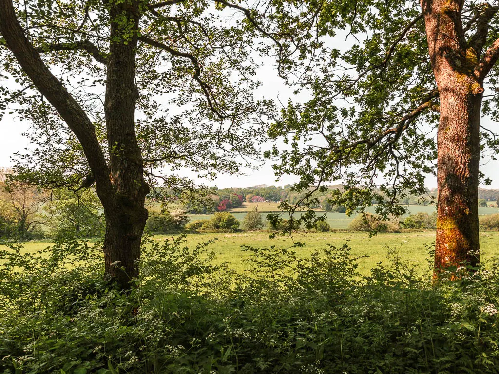 Looking through a gap between two tree trunks and over the bush to a large green field on the other side.