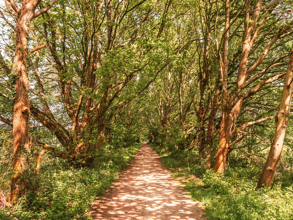 A long straight path lined with trees with lots of branches, and green grass on the walk along the Forest Way.