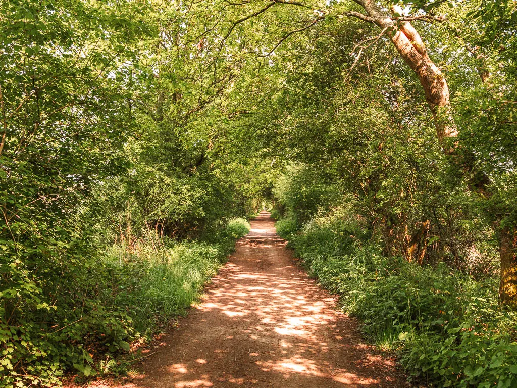 A long straight wide dirt path surrounded by green leafy trees and bushes when walking the Forest Way trail.