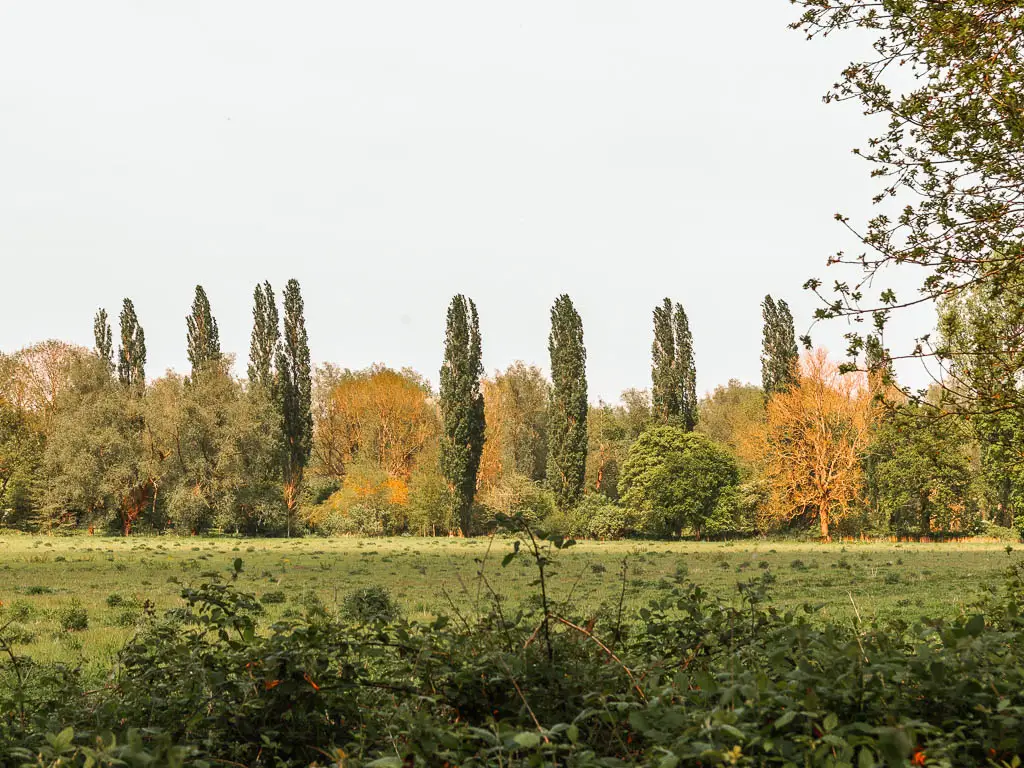 A large grass field with a row of cypress trees on the other side.