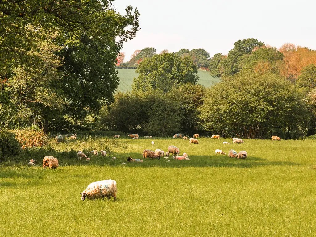 A large grass field with sheep grazing. The field is surrounded by green leafy trees.