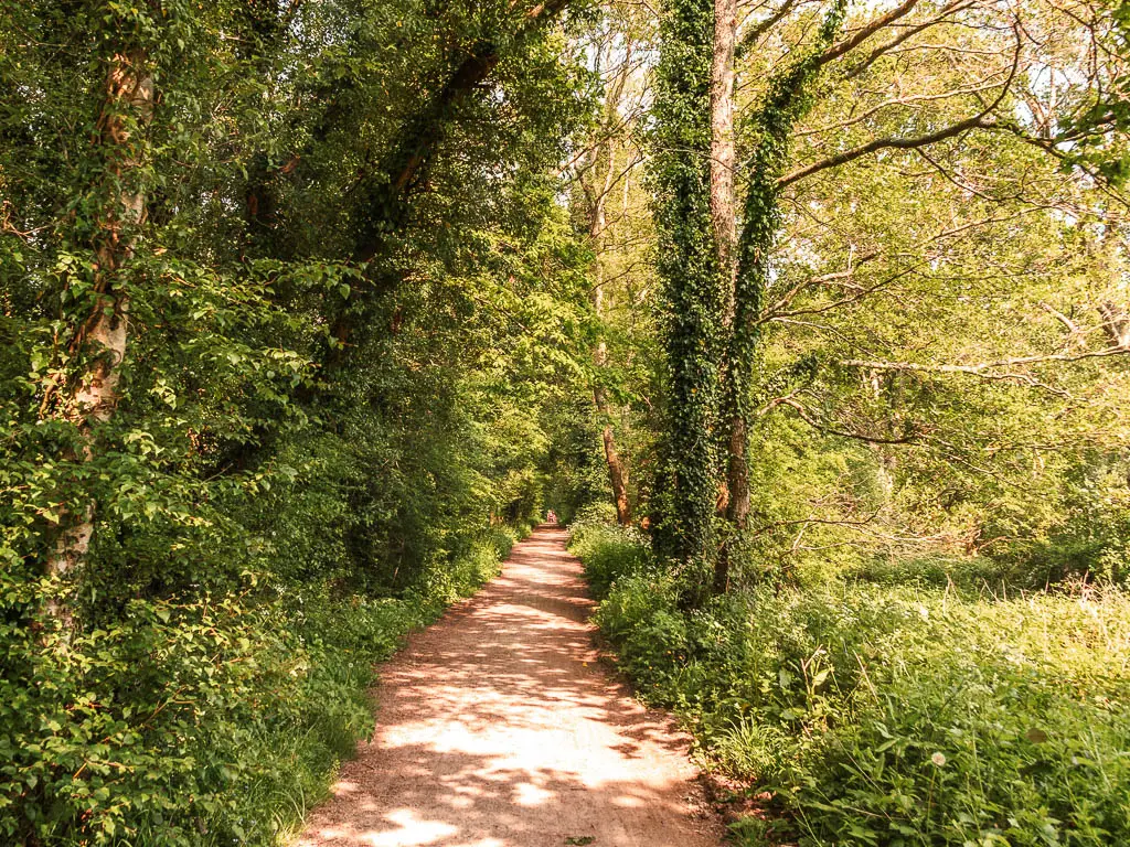 A dirt trail leading straight, with short green bushes on the right and fence thick bushes on the left. There are a few trees covered in ivy lining the trail.