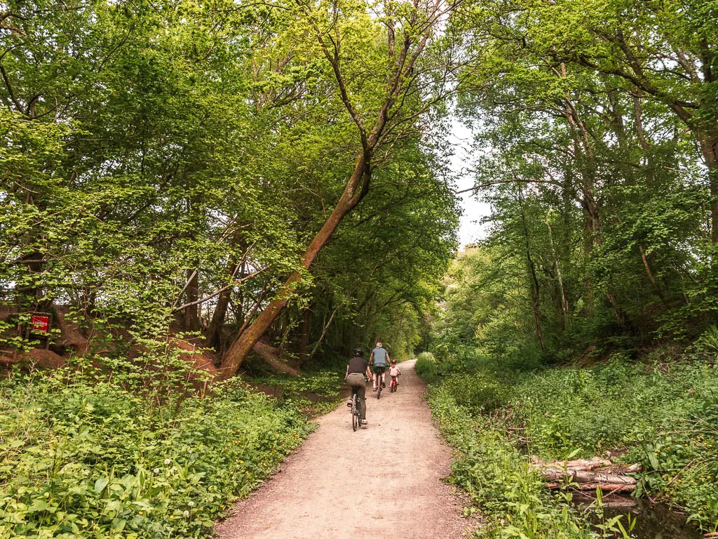 People cycling along the forest way trail ahead. The trail is lined with bushes and trees. One large tree trunk on the left is hanging over the trail.