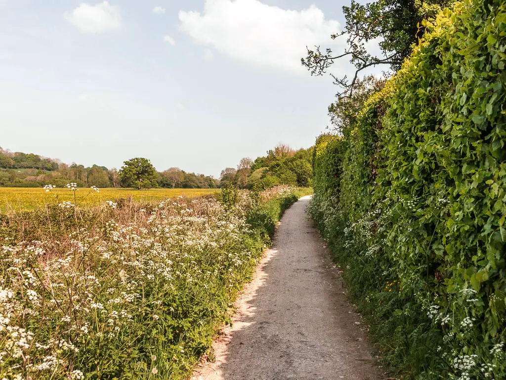 A narrow path lined with a green hedge on the right and white flowers and yellow field on the left. 