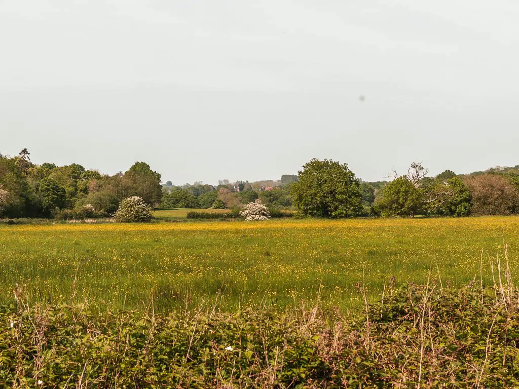 Looking across a large grass field filled with yellow buttercups, partway through the walk along the Forest Way trail. There are lots of trees on the other side of the field.