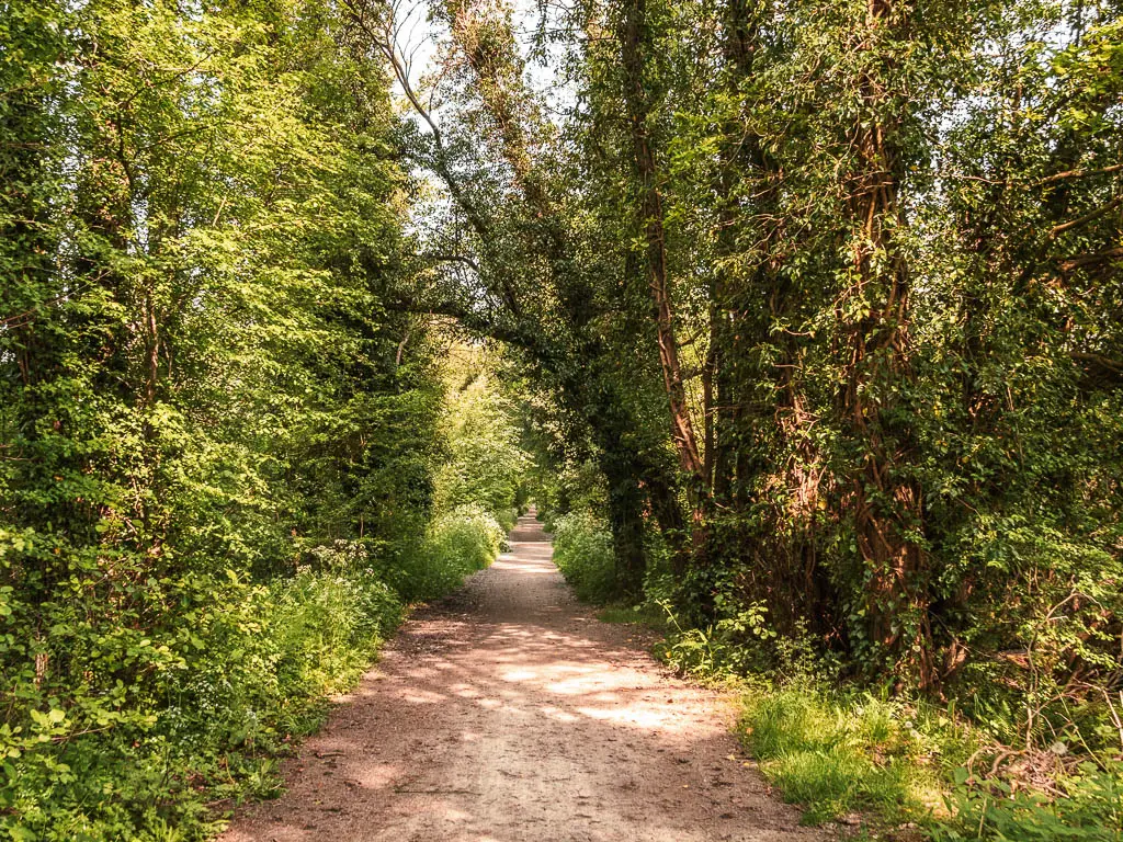 A wide dirt path leading straight and lined with trees and bushes. The trees on the right are leaning over the trail.