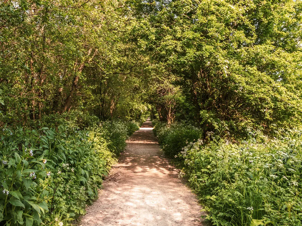 A path leading through a green leafy bush and tree tunnel when walking along the Forest Way trail.