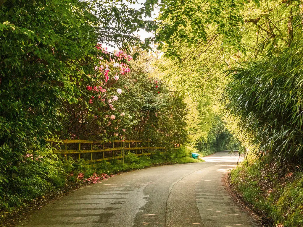 A road winding ahead, surrounded by large green leafy bushes. There are some pink and white roses in one of the bushes on the left.