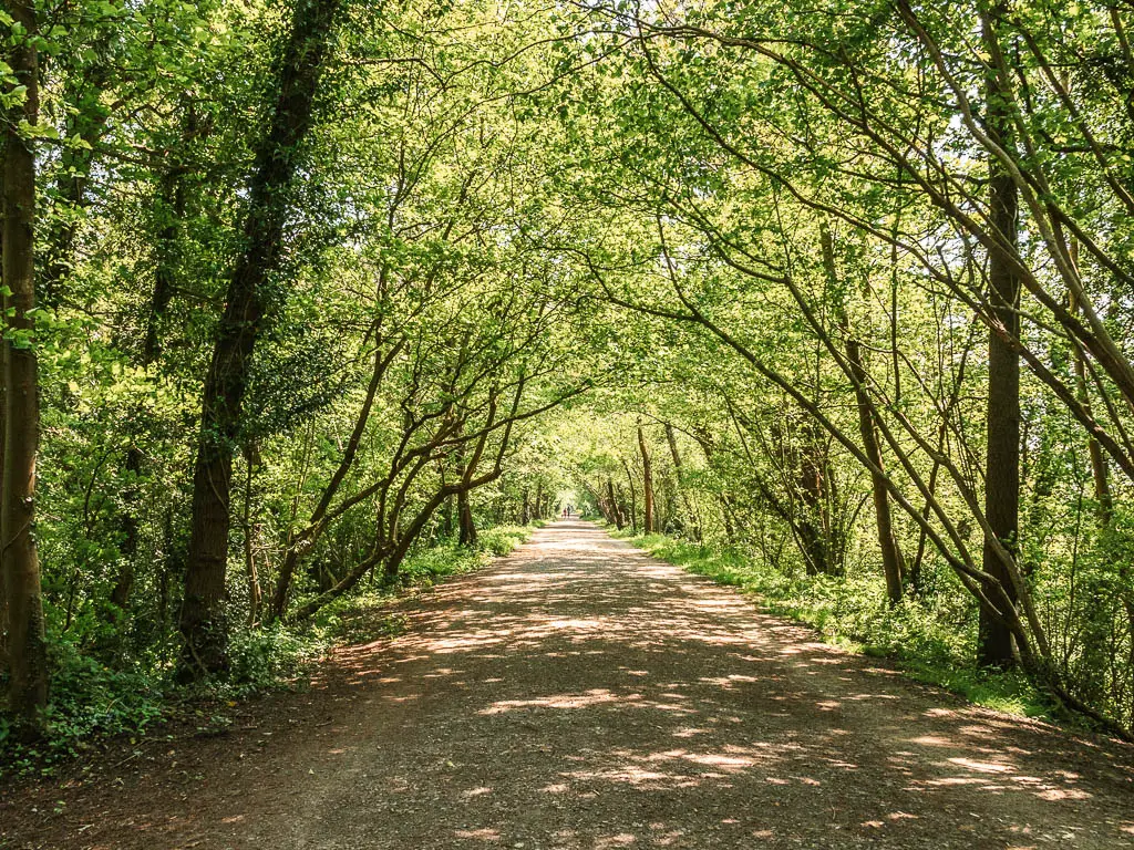 A wide path lined with green leafy trees forming a tree tunnel.