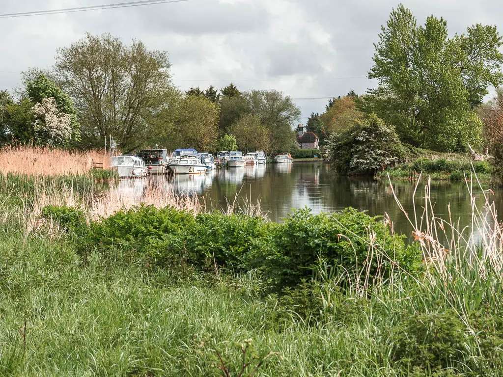 Looking over the unkempt messy grass to the river with boats moored to the side ahead, on the walk from Lechlade to Newbridge. There are masses of trees lining the3 river ahead.