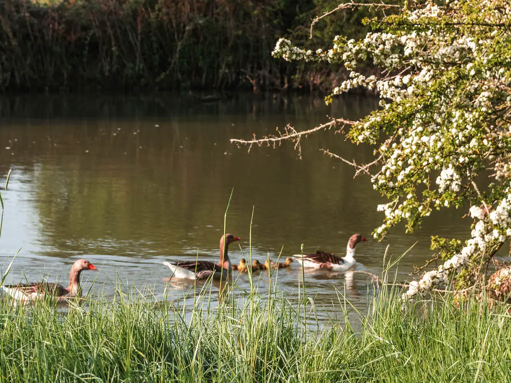 A few ducks and chics swimming in the river on the walk from Newbridge to Oxford. There a white cherry blossom tree branches hanging in the frame on the right. There is tall green grass in the frame at the bottom.