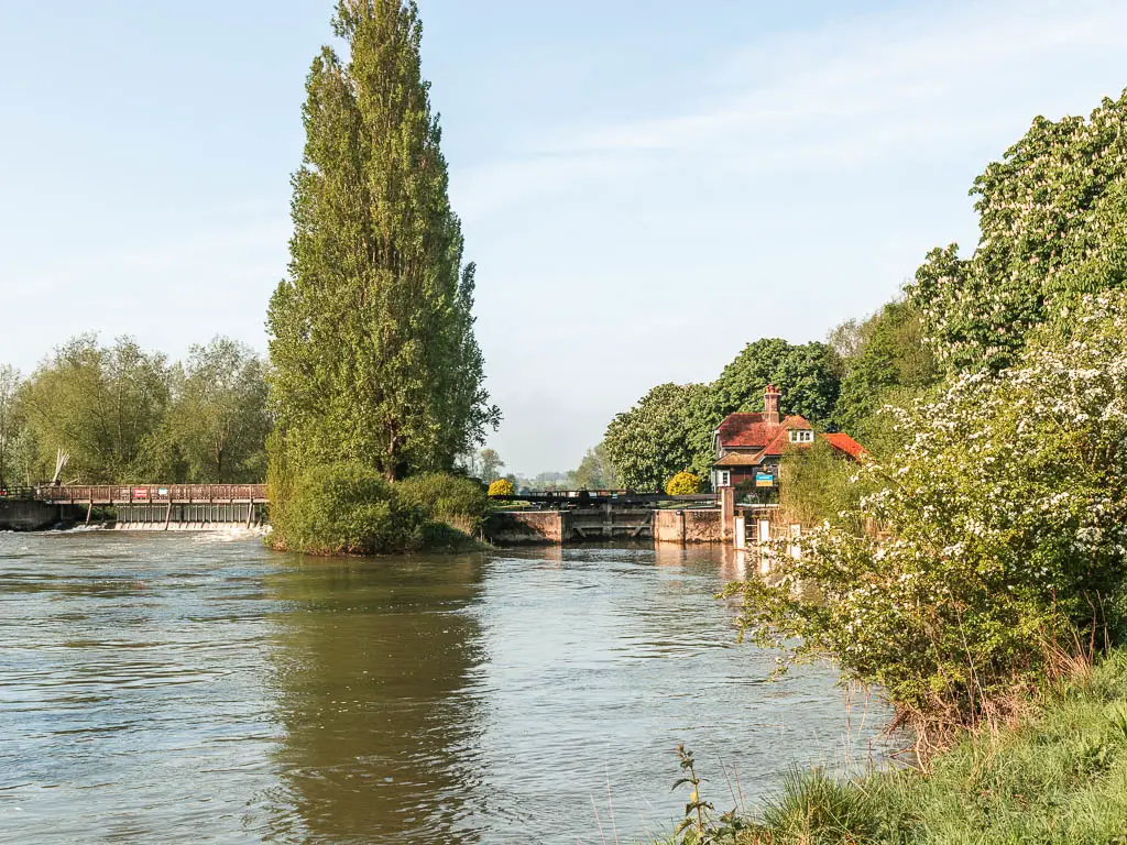 The river with a view to a lock budding ahead on the right, and a very tall green leafy tree in the middle of the river.