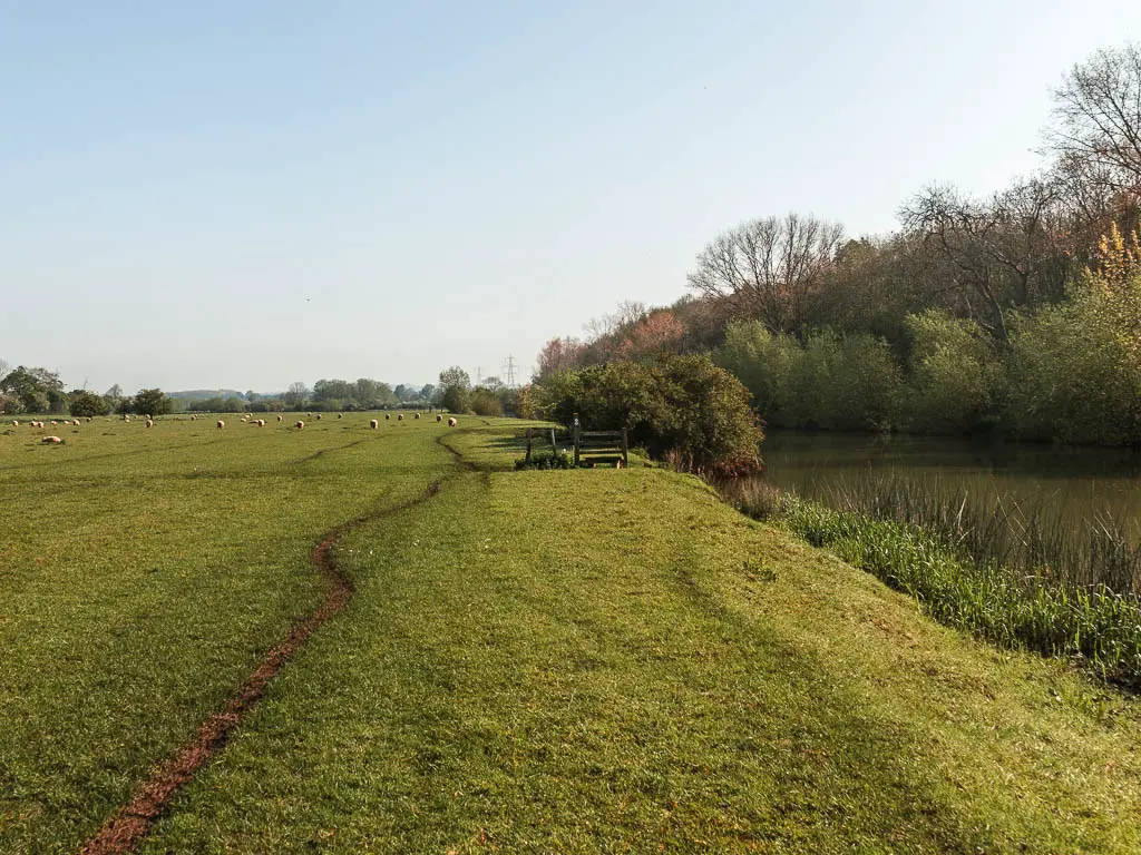 A large grass field, with a thin dirt trail running through it, and the river to the river. There are lots of sheep ahead.