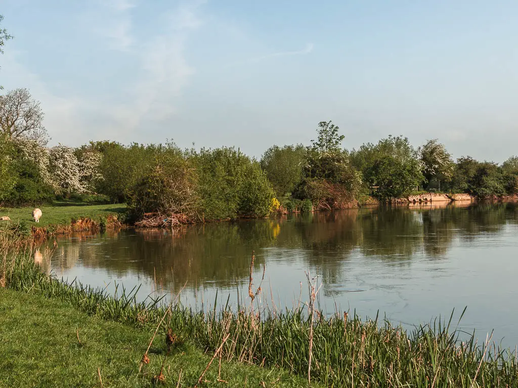 A curve on the river, with the green grass bank on the left. There are lots of leafy trees lining the river ahead.