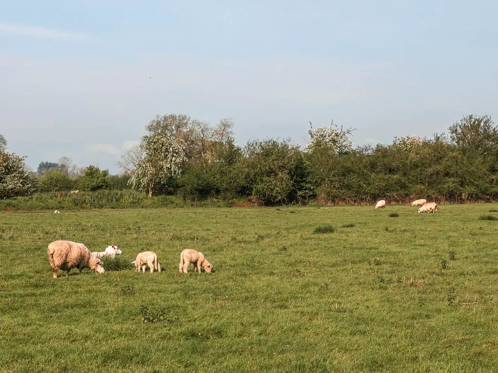 A few sheep grazing in the green grass field. The other side of the field is lined with trees.