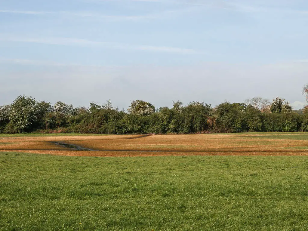 A large green grass field with a large yellow orange patch ahead. There is a line of green leafy trees on the other side of the field.