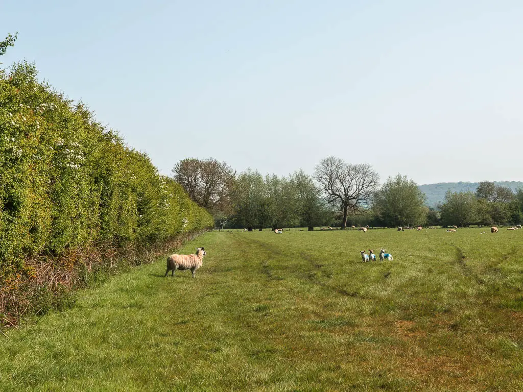 A large grass field with sheep grazing, and a tall hedge running along the left side.