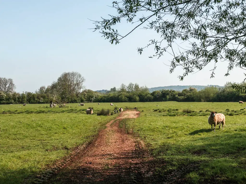 A dirt trail leading g through the middle of a large grass field with a few sheep grazing.