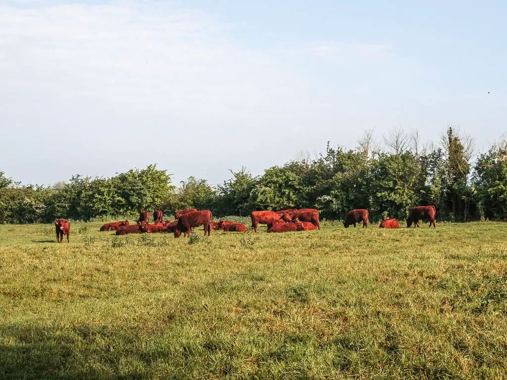 A large green grass field with a group of brown cows ahead.