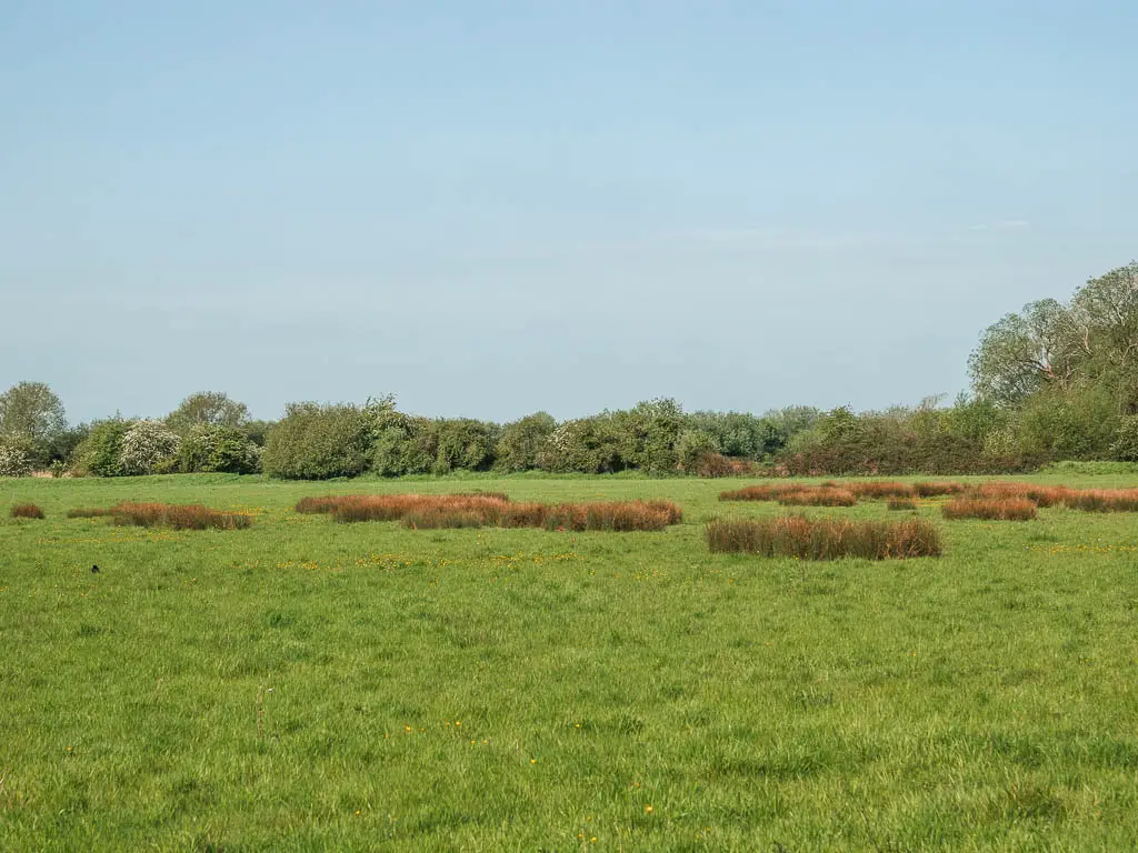 Looking across the large green grass field with tufts of orange grass.