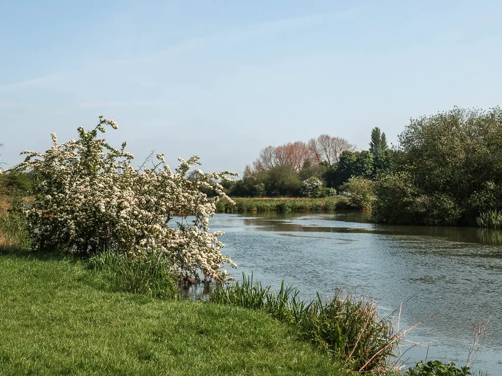 The river on the right and green grass edge of field on the left. There is a white cherry blossom tree on the side of the green next to the river.