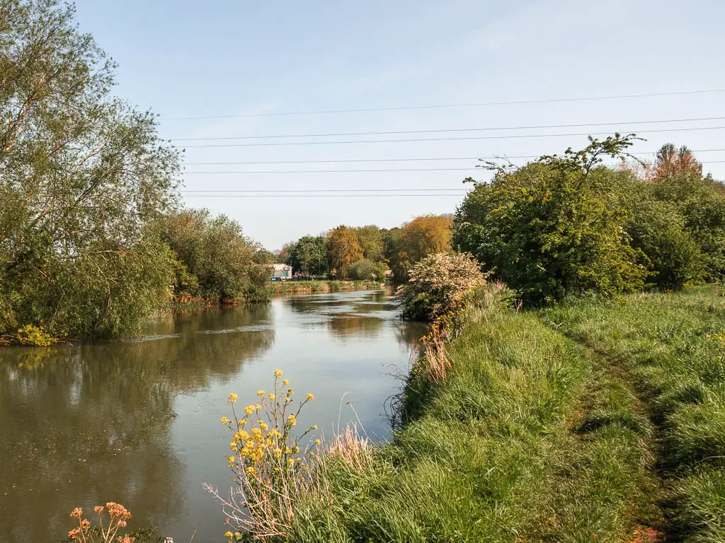 The river leading ahead on the left, and strip of grass with trail next to it on the right, partway through the walk between Newbridge and Oxford. The river is lined with bushes and trees ahead.