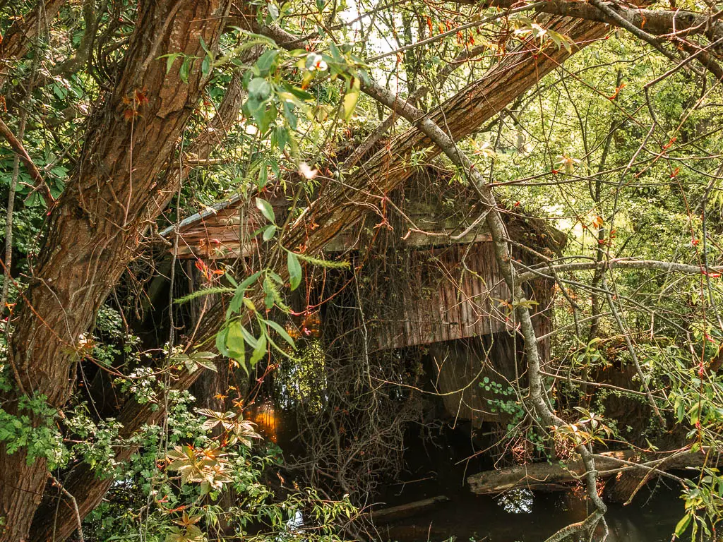 The ruins of a wooden boat shed partially visible through the messy tree branches, when waling from Newbridge to Oxford.