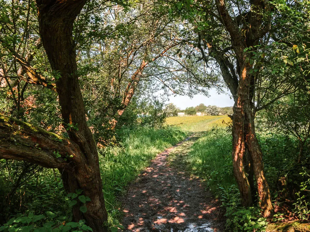 A dirt path leading through the trees to a field on the other side.