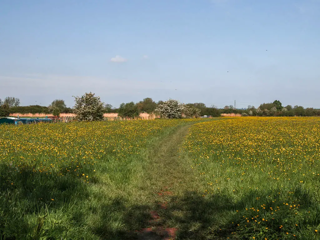 A grass path leading through a field with tall grass and yellow buttercups.