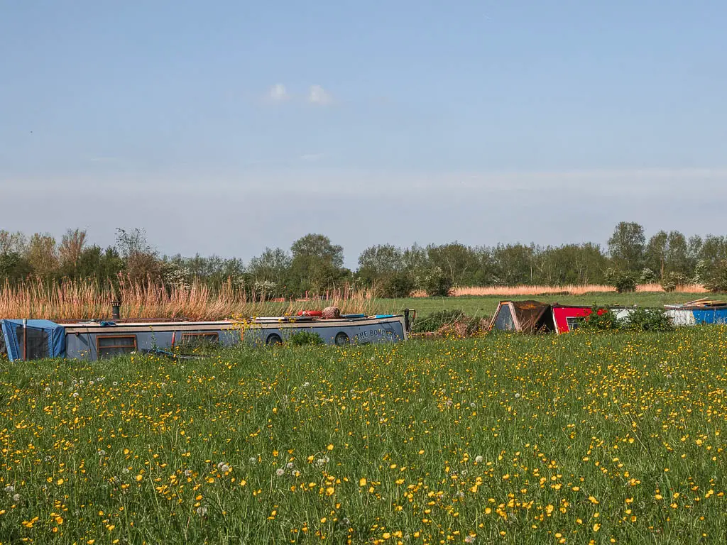 Looking across the tall grass with yellow buttercups, and the tops of colourful barges just visible ahead, when walking from Newbridge to Oxford.