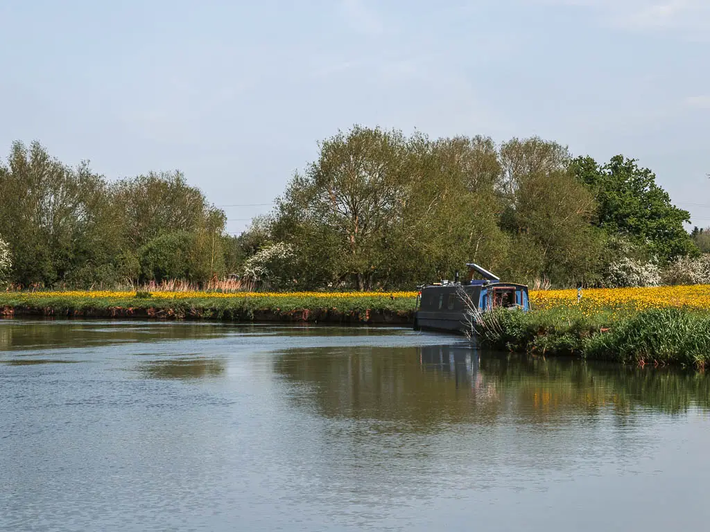 Looking across the river to a blue barge moored to the right side and a field filled with yellow buttercups behind, partway through the walk from Newbridge to Oxford.