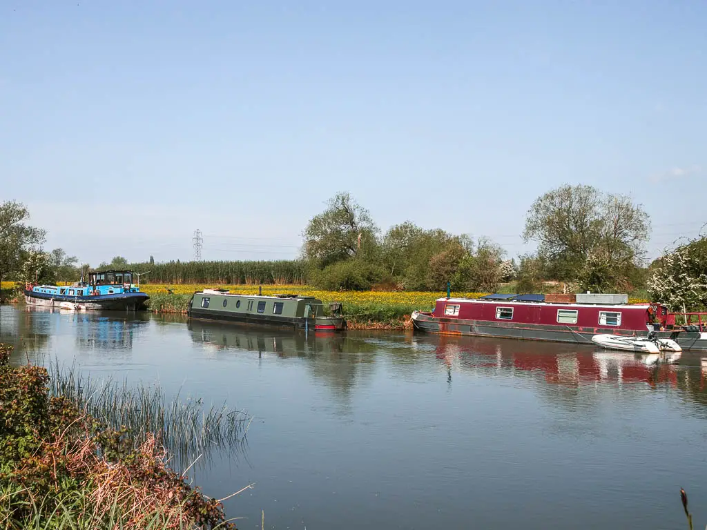 Looking across the calm river, to 3 colourful barges moored to the other side, on the walk to Oxford from Newbridge. The field on the other side of the river is filled with yellow buttercups.