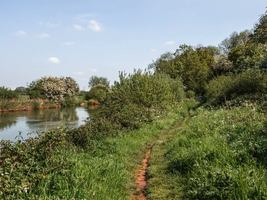 A thin dirt trail through the messy green grass leading ahead towards masses of bushes and trees. The river is on the left.