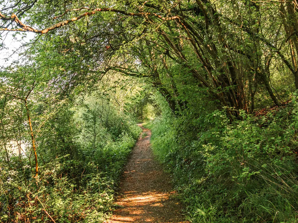 A dirt trial leading through the green leafy bushes and trees with overhanging branches.