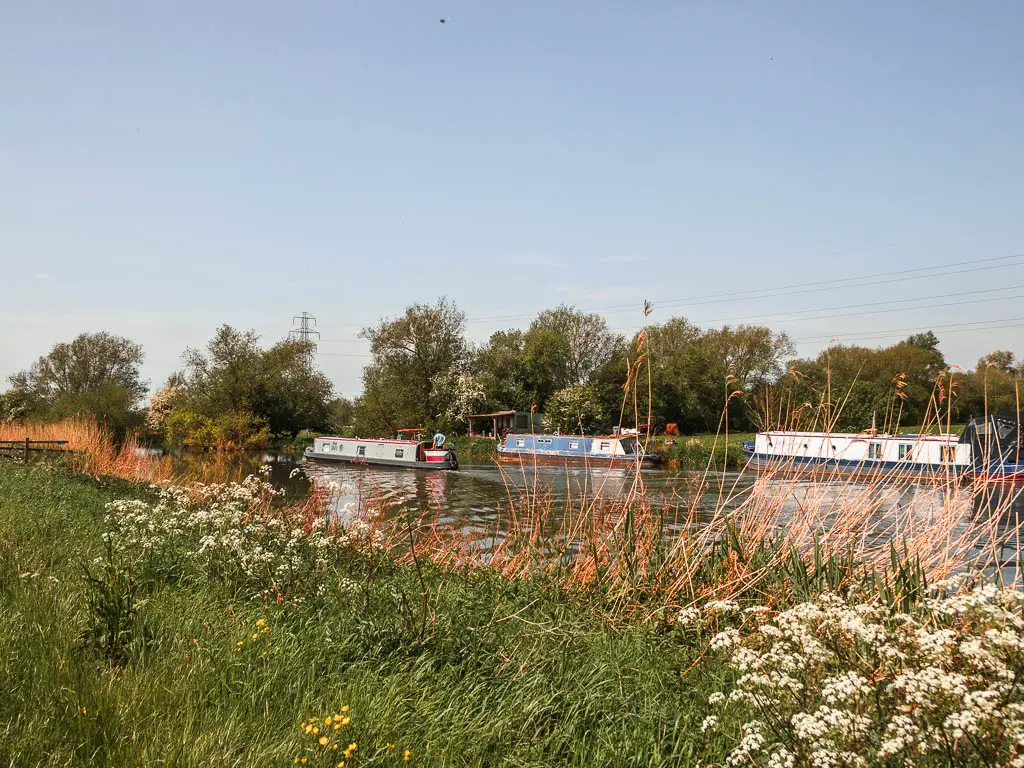 Looking over the tall grass with white flowers to the river, with barges moored on the other side on the walk between Newbridge and Oxford